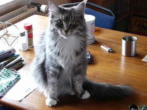 Maine Coon Bessie - Bessie billede 2