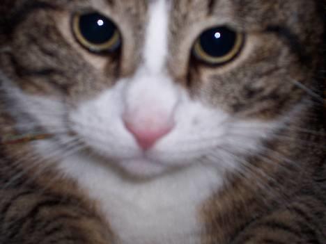 Huskat Malte (EFTERLYSNING!!) - Min lille skaath <3 billede 12