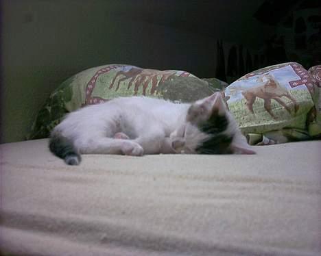 Blanding af racer Snøvsen - Se, jeg sover sødt =) billede 1