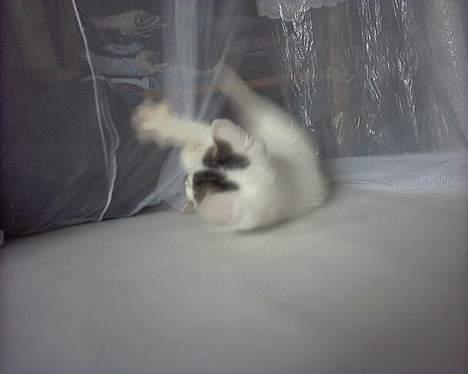 Blanding af racer Snøvsen - Væk med dig, farlige myggenet! billede 3