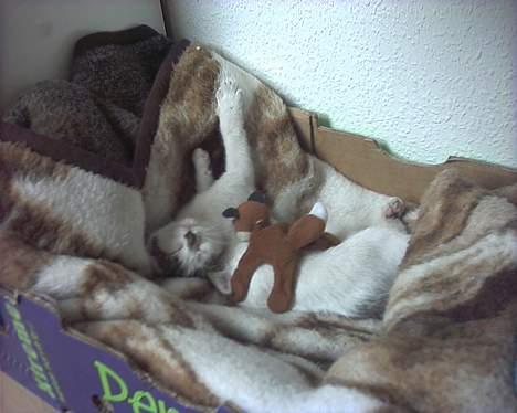 Blanding af racer Snøvsen - Sovning er navnet på dette fag.. billede 4