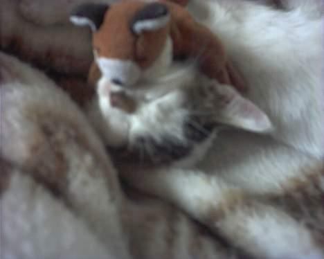 Blanding af racer Snøvsen - Bamse-kys billede 5