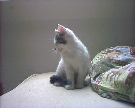 Blanding af racer Snøvsen - Er jeg ikke fin? billede 6