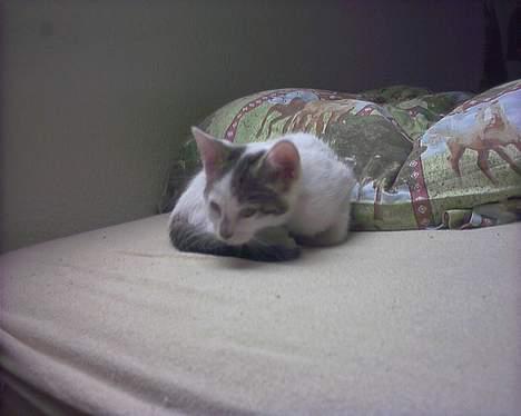 Blanding af racer Snøvsen - Hmmmm....... billede 7