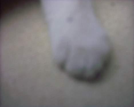 Blanding af racer Snøvsen - Min lille loppe.. (kendetegn, det er en lille sort plet) billede 9