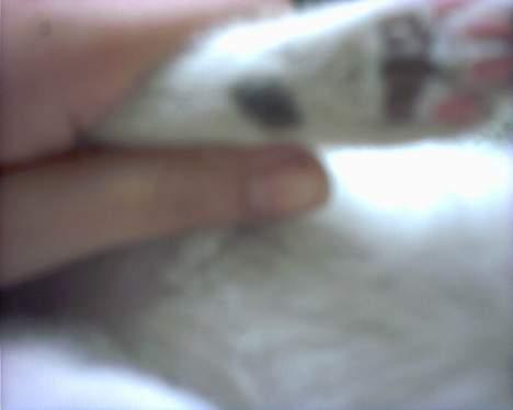 Blanding af racer Snøvsen - Min plet under min fod =) billede 10