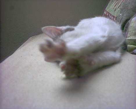 Blanding af racer Snøvsen - Så strækker vi ud! billede 12