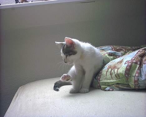 Blanding af racer Snøvsen - ØØØhh? skulle du vaske dig eller hvad? er du gået i stå? billede 13