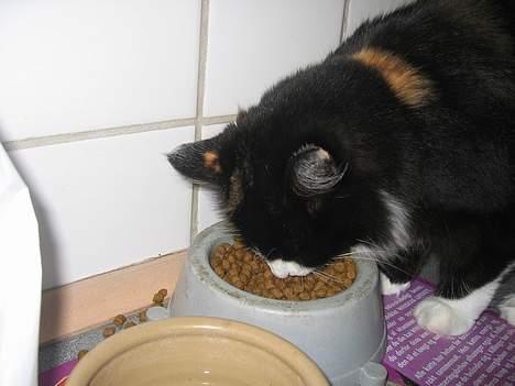 Norsk Skovkat Sisse billede 4