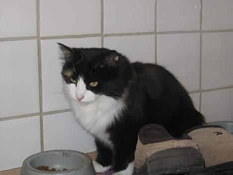 Norsk Skovkat Sisse billede 5