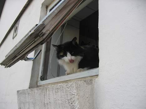 Norsk Skovkat Sisse billede 6