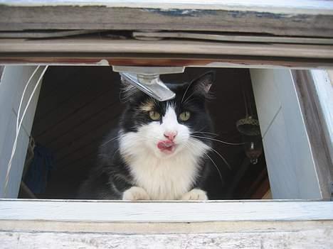 Norsk Skovkat Sisse billede 7