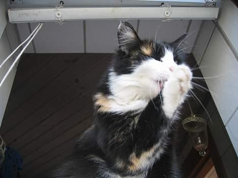 Norsk Skovkat Sisse billede 8