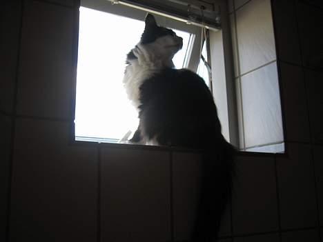 Norsk Skovkat Sisse billede 9