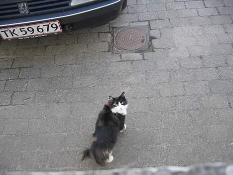 Norsk Skovkat Sisse billede 10