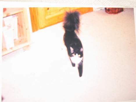 Norsk Skovkat Sisse billede 11