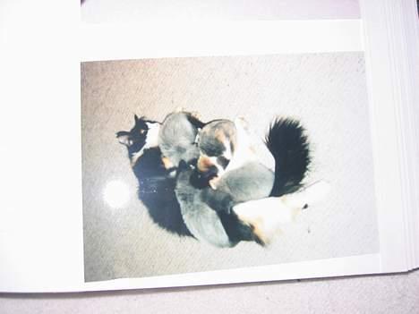 Norsk Skovkat Sisse billede 12