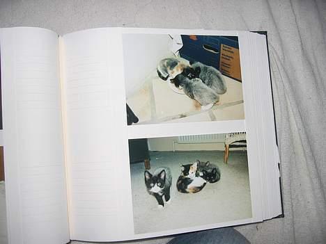 Norsk Skovkat Sisse billede 13