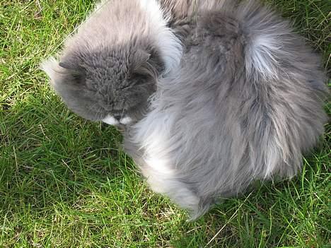 Perser Alexander(Xander) billede 7