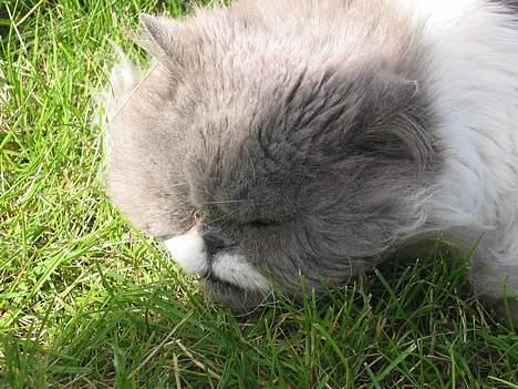 Perser Alexander(Xander) billede 8