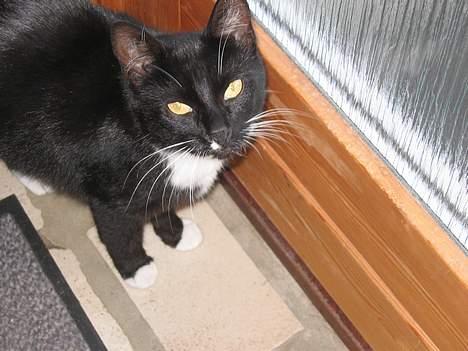 Blanding af racer Findus billede 1