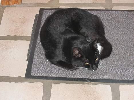 Blanding af racer Findus billede 2