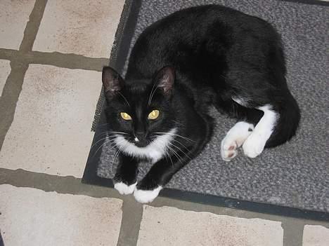 Blanding af racer Findus billede 3