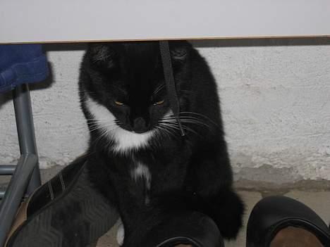 Blanding af racer Findus billede 4