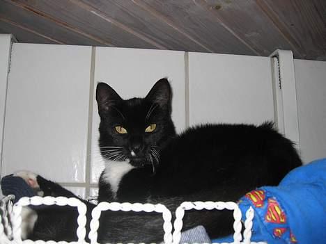 Blanding af racer Findus billede 5