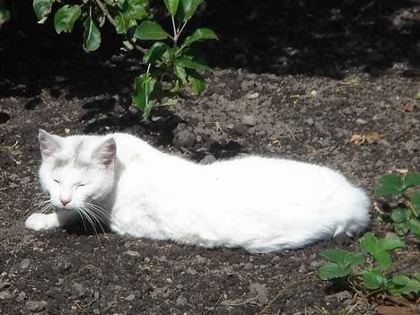 Huskat Mollie *forsvundet* - Nej hej ! billede 18