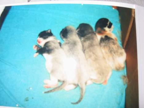 Blanding af racer Findus billede 6