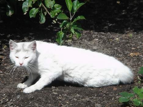 Huskat Mollie *forsvundet* - Jaja rolig nu jeg kommer ! billede 19