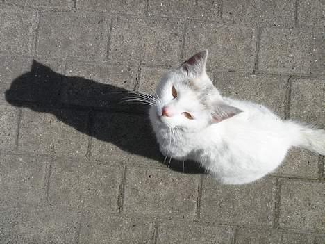 Huskat Mollie *forsvundet* - Hehe billede 20