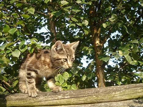 Huskat Marvin *DØD* - Pas nu bare på du ikke falder ned Marvin<3 billede 4