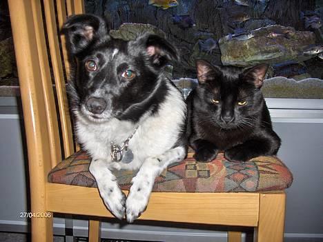 Huskat blackie - skal lige holde lidt øje med min mor... billede 12