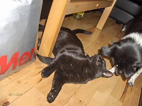 Huskat blackie billede 13