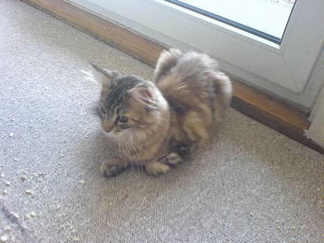 Maine Coon Alfa † - Meget meget blå øjne billede 4