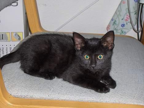 Huskat blackie - åh jeg ligger lige og slapper af moar..  billede 14