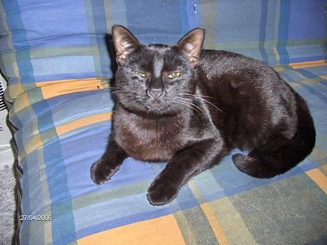 Huskat blackie - føler mig nu ganske tryg her ved max ;-) billede 15