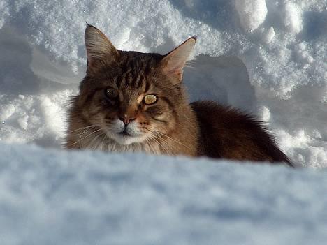 Maine Coon Valde - Valde i sneen... billede 1