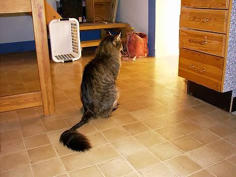 Maine Coon Valde - fik eksem på halen, så den skulle klippes, og det var ik noget som passede herren... billede 2