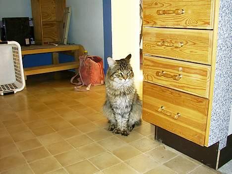 Maine Coon Valde billede 3