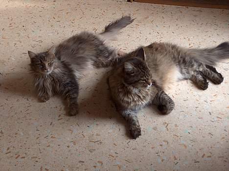 Maine Coon Valde - ligger og slapper af sammen med min dame... billede 4