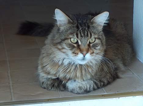 Maine Coon Valde billede 5