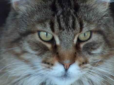 Maine Coon Valde billede 6