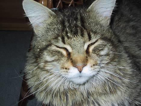 Maine Coon Valde billede 7