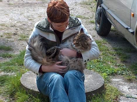 Maine Coon Valde - en rigtig baby... billede 8