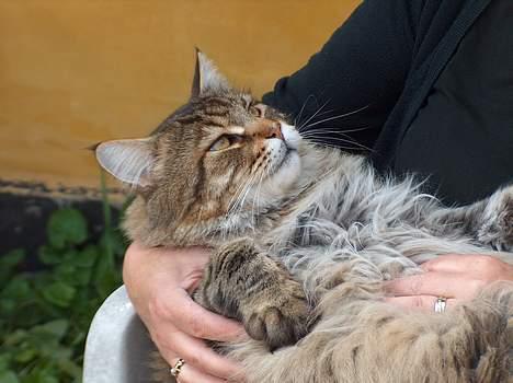 Maine Coon Valde billede 9