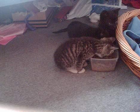 Blanding af racer Stribe billede 12