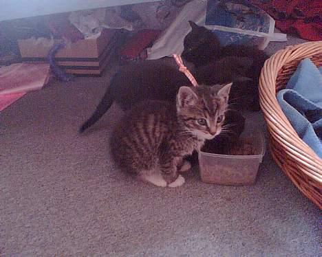 Blanding af racer Stribe billede 13